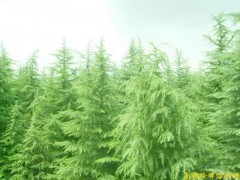 雪松，广玉兰，白玉兰，杜仲，枫香，马褂木，大叶女贞图1
